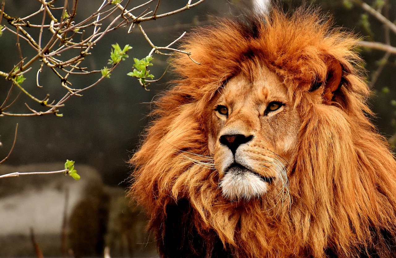 Le roi de la savane... Le roi de la savane...